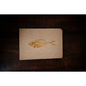 Eocene Fossil Fish Diplomystus – Green River Formation Wyoming – 50 Million Old